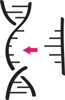 handdrawn illustration of DNA insertion