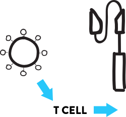 handdrawn illustration of a viral vector next to tumor binding domain and signaling domain